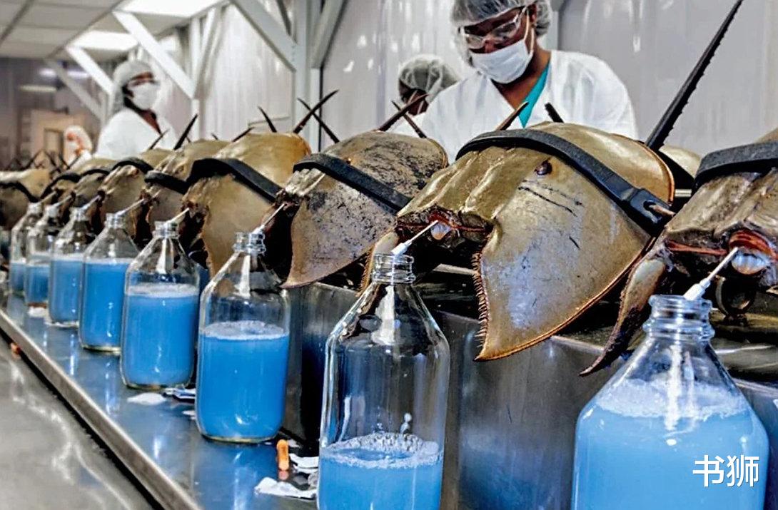 5亿年前就有的生物,蓝色血液剧毒,却“一滴千金”