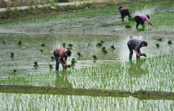 招聘|乡镇公务员开启招聘，福利待遇佳还是编制内，择优录取这类人