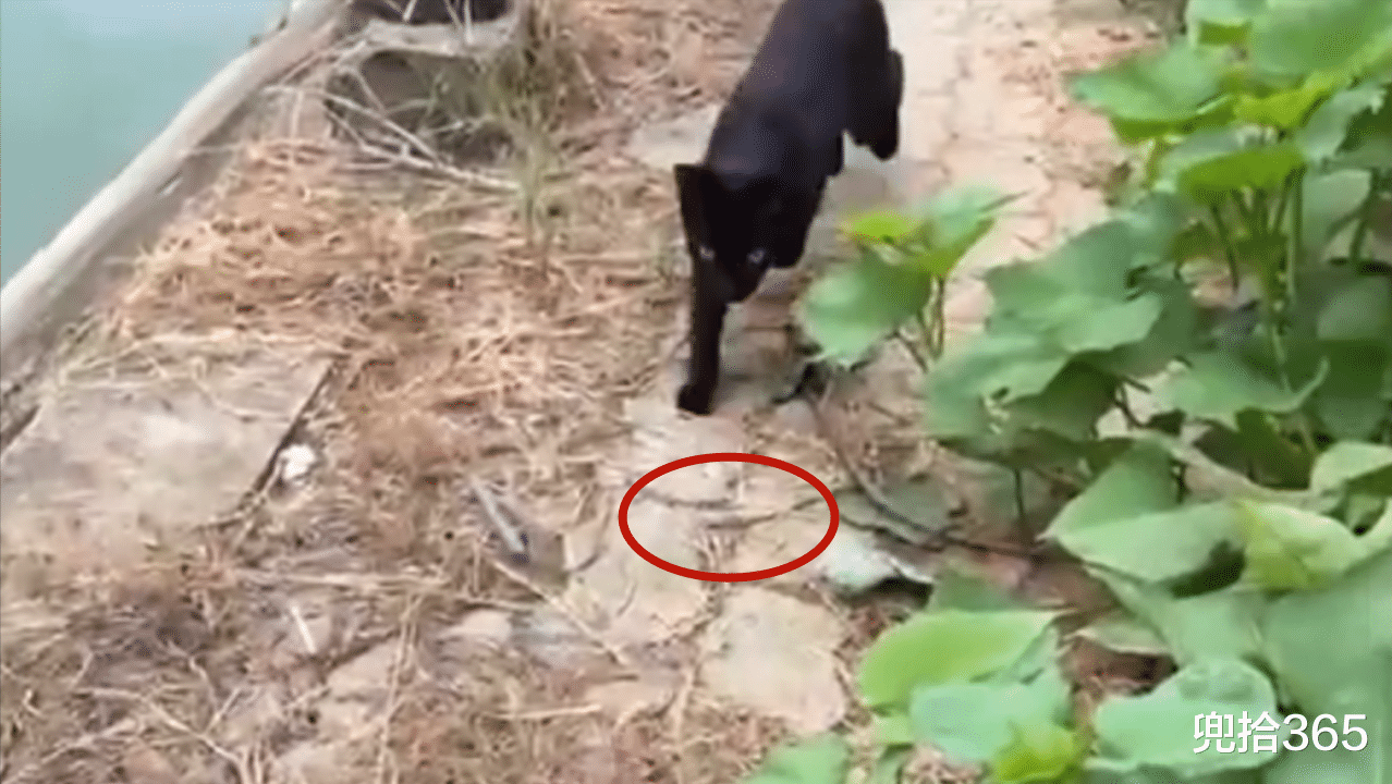 武汉|男子钓鱼流浪猫乖巧等待一夜，吃饱后还会把小鱼叼给别的小猫
