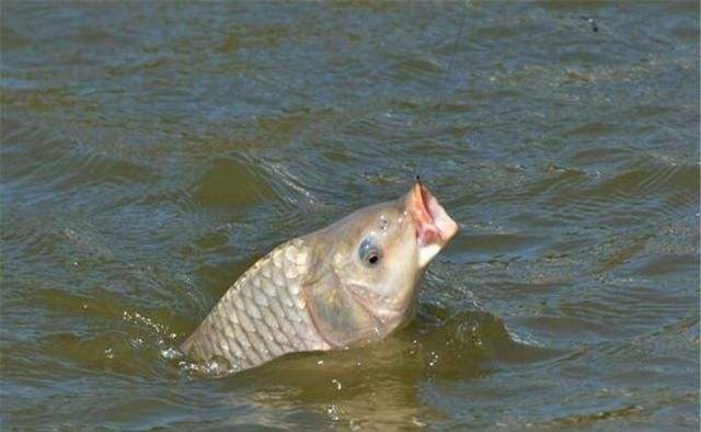 用心棒|想安静钓个鱼,总有人在耳边叭叭不停,盘点野钓令人生厌的人和事