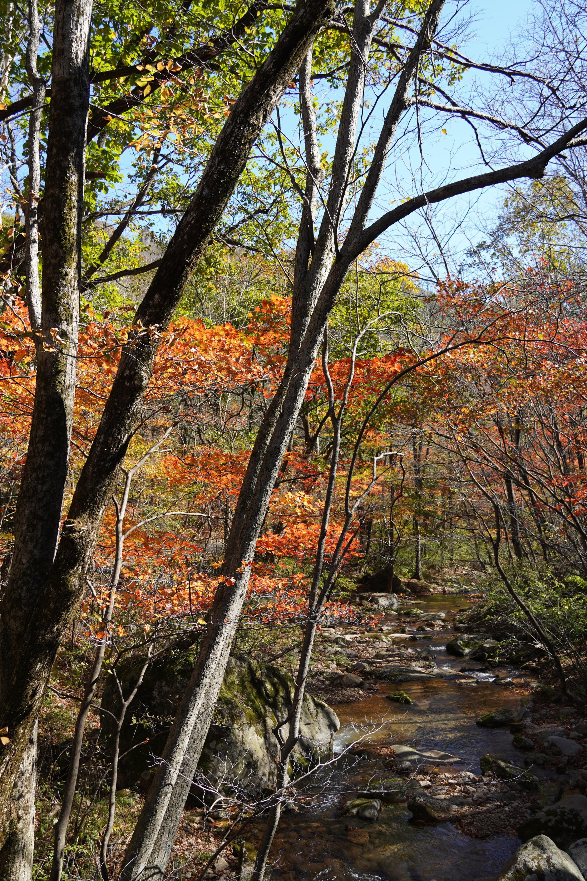 原始森林|东北小众秋色之旅，将寻找这一秋的红，谱写北国秋意浓的篇章
