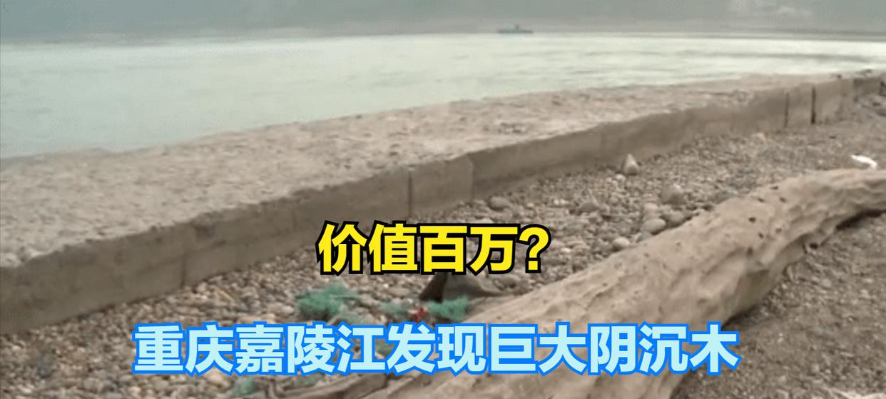 2万/斤！重庆嘉陵江出现巨大阴沉木，有盗割痕迹，最新：无法管理