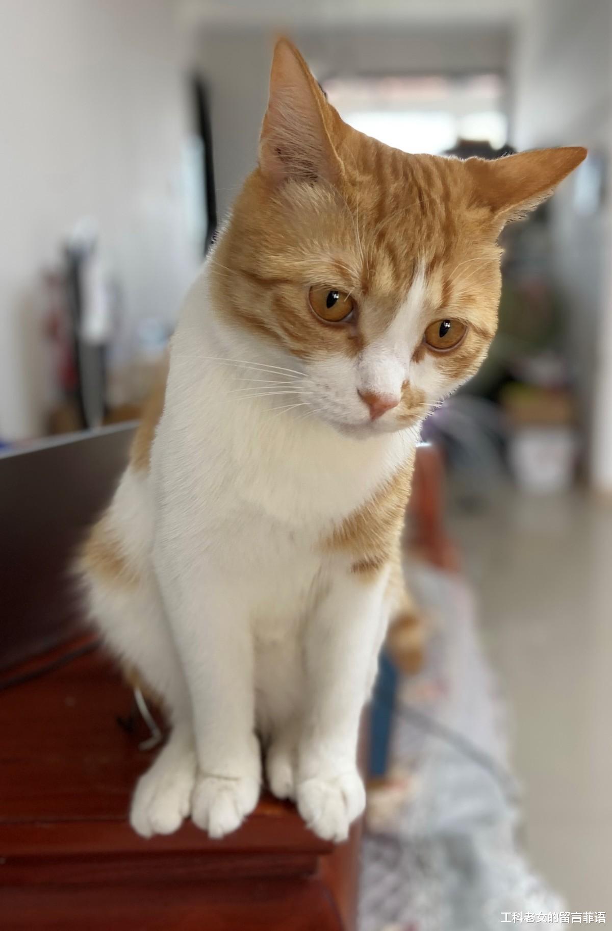 一只爱玩水的猫，特像搞笑熊孩子