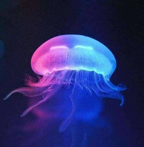 世界上最珍稀的水母,桃花水母,世界上唯一的一类淡水水母