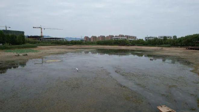 浙江省|抽干整片湖水，只为抓一条鱼，真的值得吗？