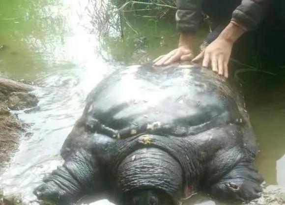 |云南大叔钓到18斤重的大王八，有人愿意高价买被拒绝，大叔却放生