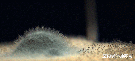 这3个家居用品,本是跟风购买,没想到意外的好用