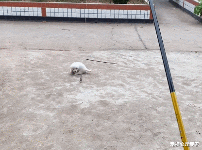 |男子闲极无聊,竟与家里小狗玩起了钓“鱼”,网友:战况很激烈啊