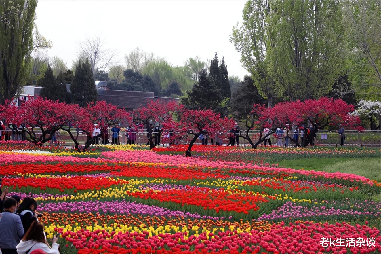 四川省|郁金香花开的季节，这三个景点，让你体验争奇斗艳香气扑鼻的感觉