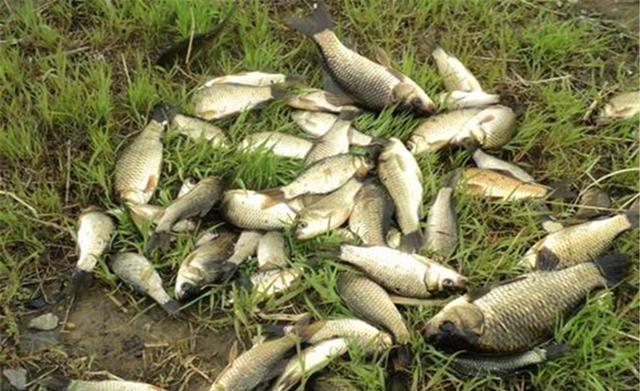 |渔乐杂谈：夏季钓鱼应当注意的几个方面