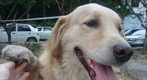 董洁|“国民初恋”董洁：与10岁儿子拍婚纱引热议，病态母爱令人唏嘘？