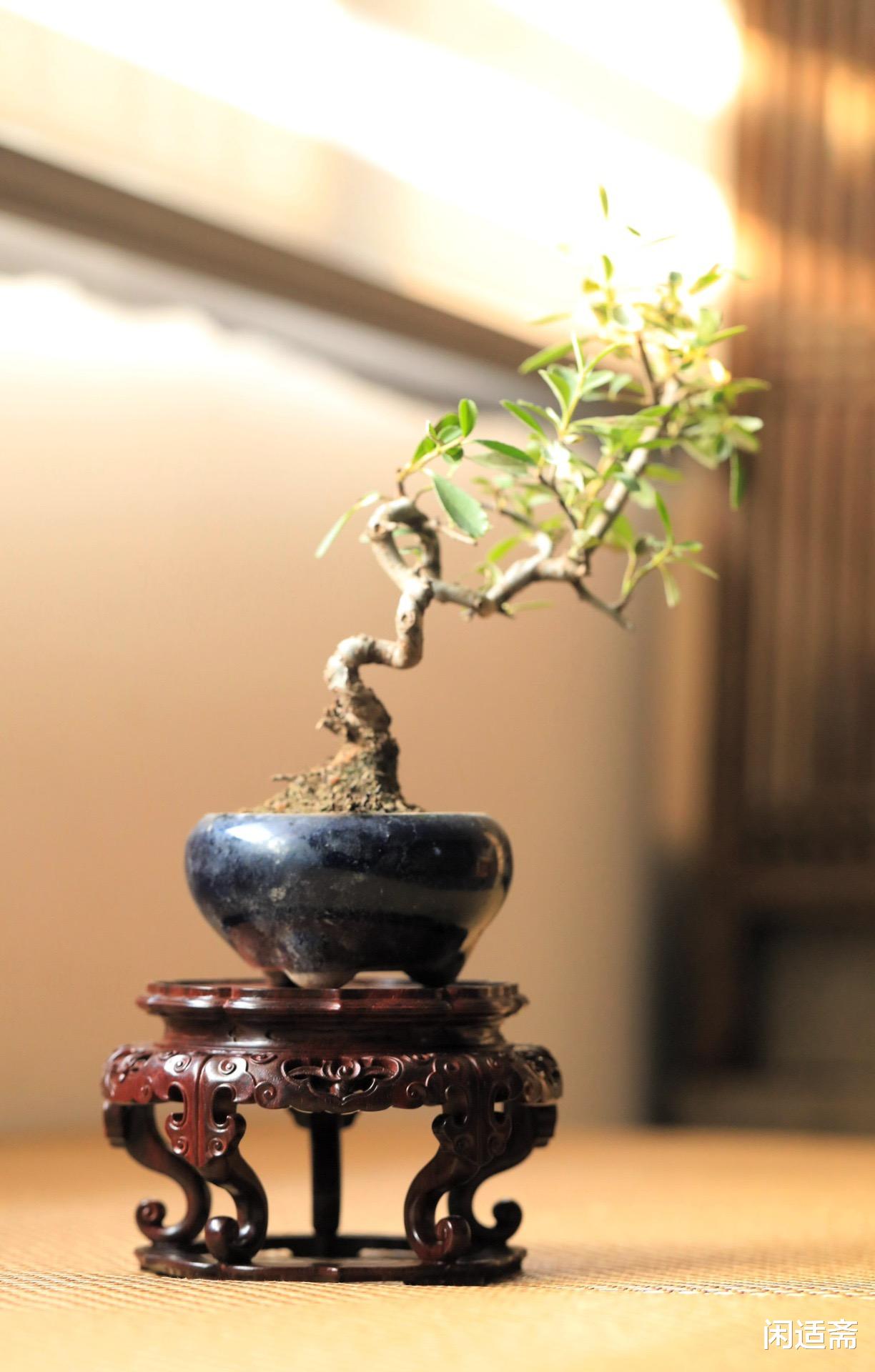 紫檀|东方精美器物，紫檀带托泥如意高足几座