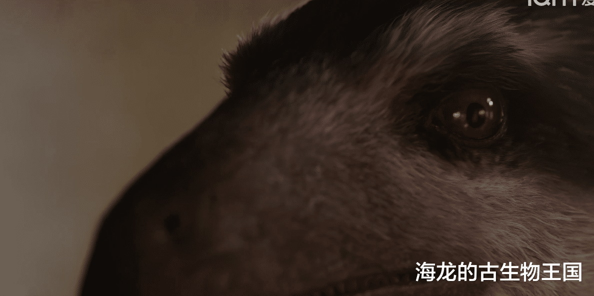 最聪明的机会主义者-----伤齿龙!