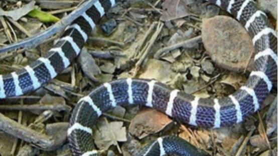 国内发现新品种毒蛇，毒性堪比“一哥”银环蛇？能否重写毒蛇榜？