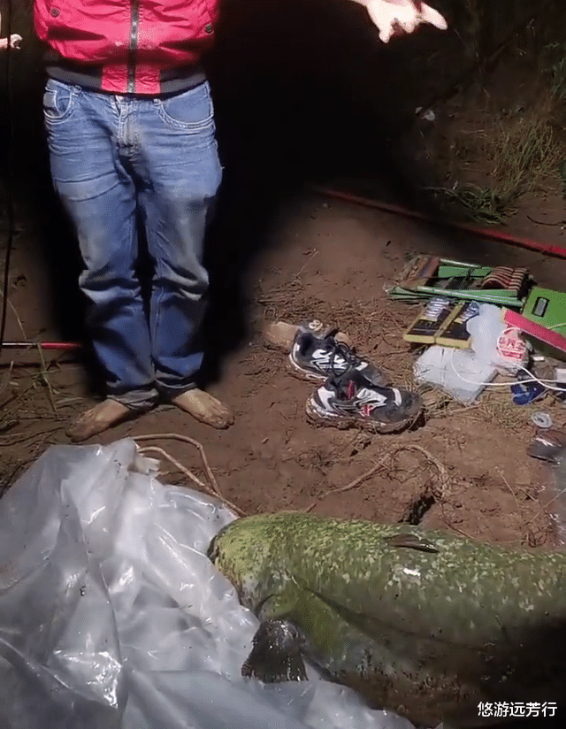 西江|西江80斤鲶鱼王被人钓起！几乎与人等高，网友：应该放生