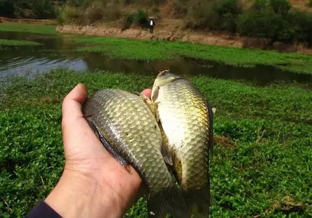 |冬钓几斤鲫“连杆”？老钓手：掌握3大“秘诀”，爆护不是问题