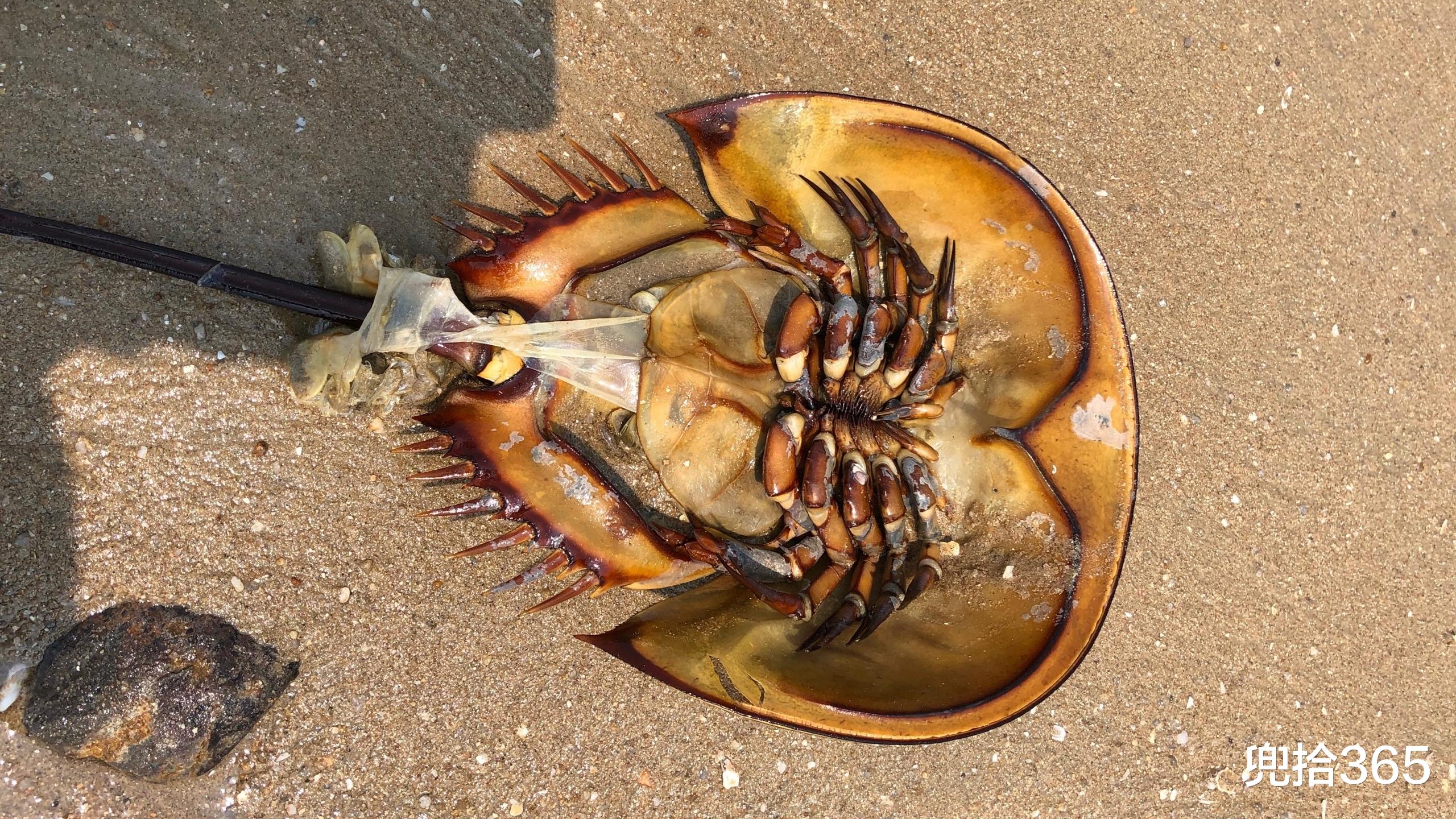 |福建一男子海边垂钓,在沙滩上遇二级“国保”,接下来却如此操作