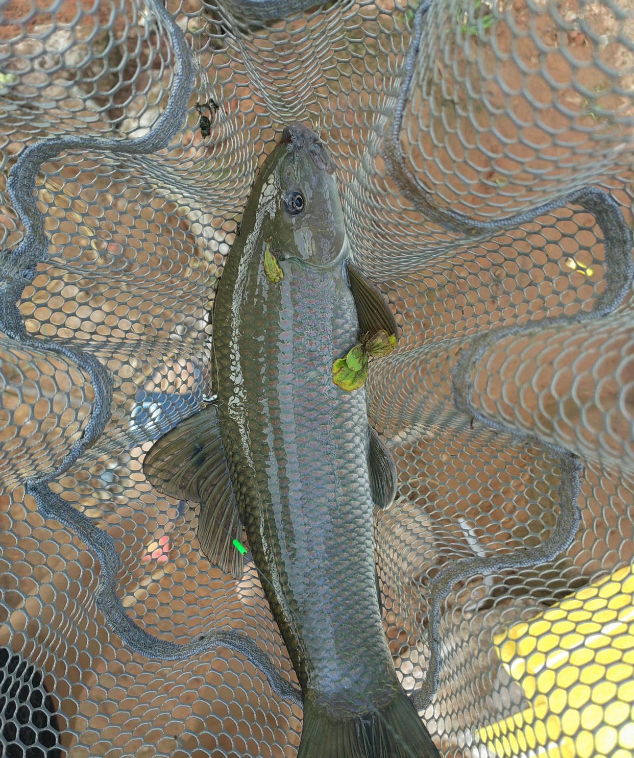 |几百一斤？小伙河里钓了条怪鱼，小伙：现在天天去，想多钓几条