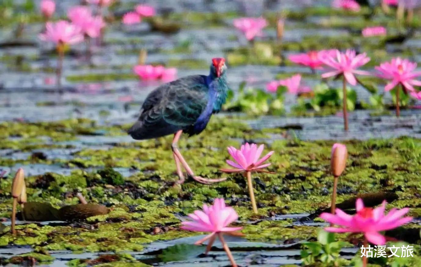 曼谷|去泰国，只知道曼谷清迈就low啦！如今这些小众秘境才最值得去