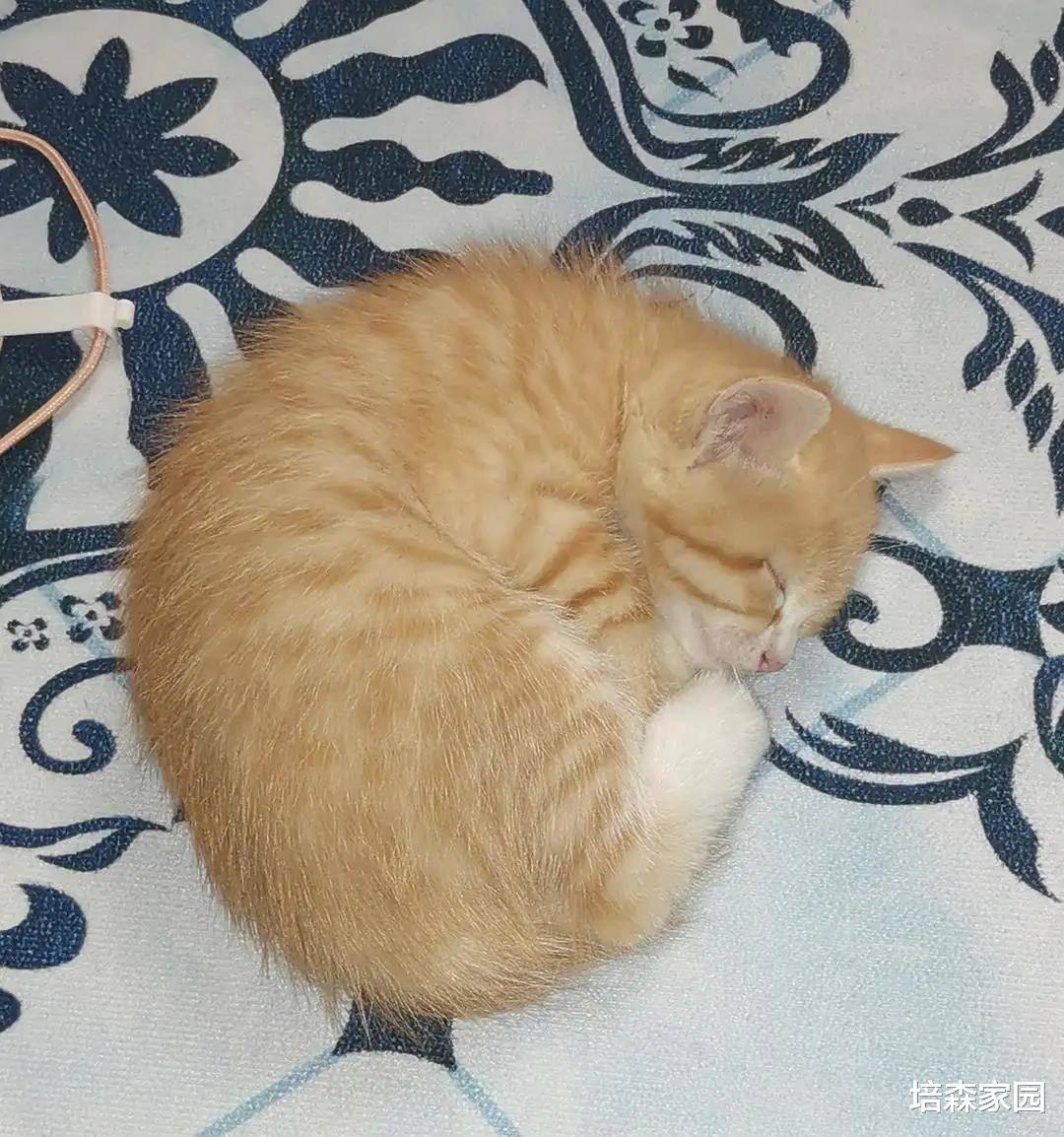 想知道猫咪信不信任你，从睡姿可以看出，你知道吗？