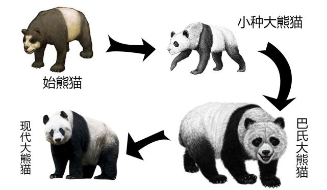 动物趣闻:消失的远古生物,大熊猫的近亲巴氏大熊猫