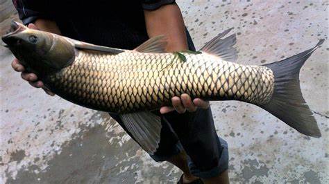 |渔乐杂谈：夏季钓鱼使用鱼饵的四个技巧