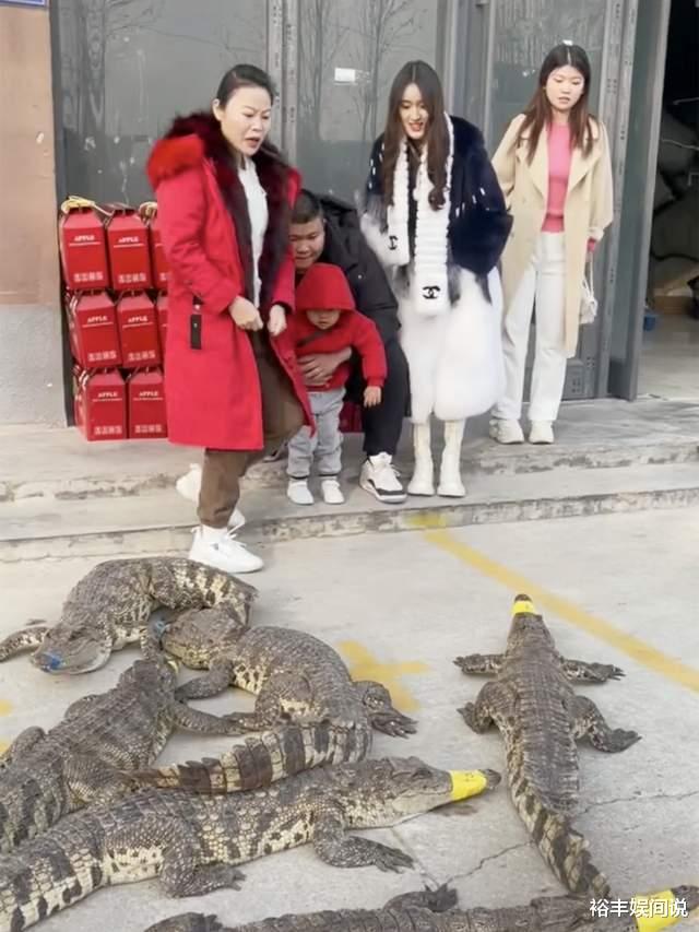 草帽姐过年给亲家送礼太豪横!六条鳄鱼四头猪,还有几十只大公鸡
