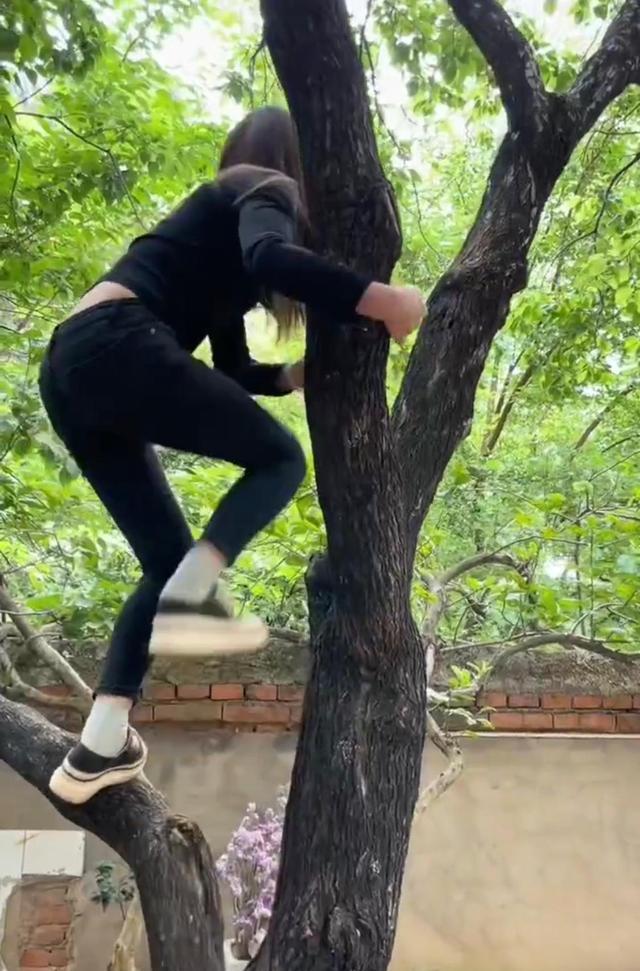 为了相亲对象,痴情女子不顾危险,亲自爬树摘枣子