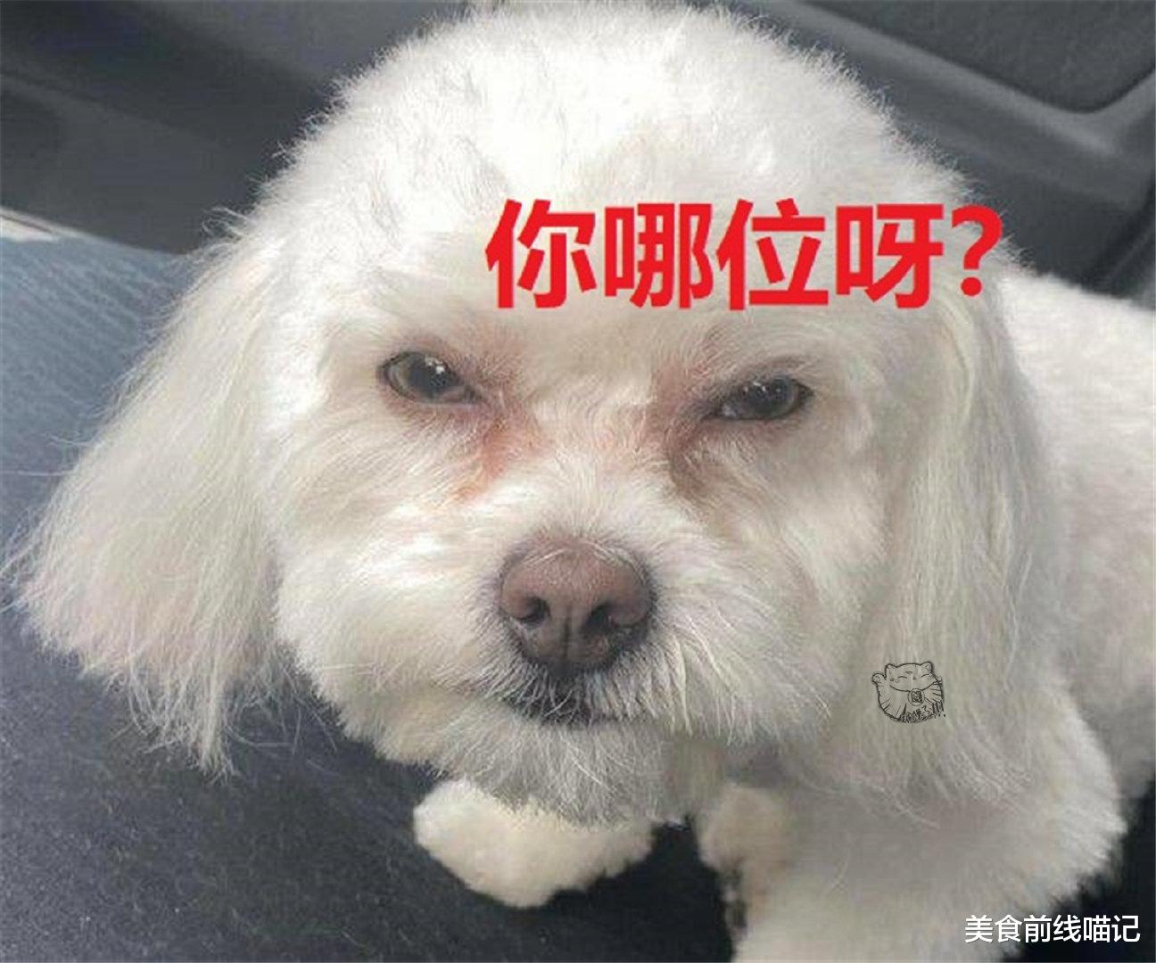 爱犬美容完后性情大变?最后的真相有点搞笑