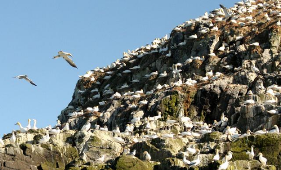 海岛|会“长高”的海岛：7亿只海鸟，每年制造2千吨鸟粪