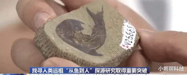 中国科学家最新结论:人类是从鱼进化来的