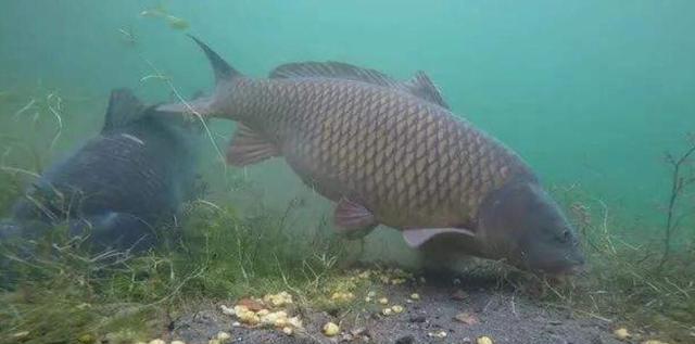 |春天鱼上浮怎么钓底？3种方法屡试不爽，尤其最后一种老手都说好