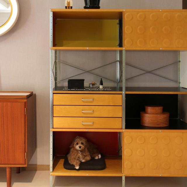 一个38岁女律师的家:独居90㎡,与狗为伴,自由自在,快乐翻倍!