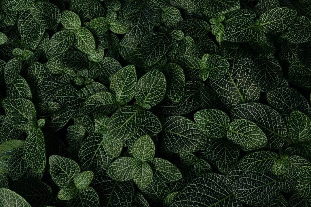 如何拍摄植物才能更好看?