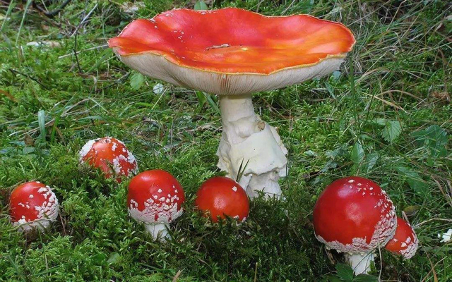 传说中的“棺材菌”是什么菌?迁坟发现超大棺材菌,专家:木腐菌