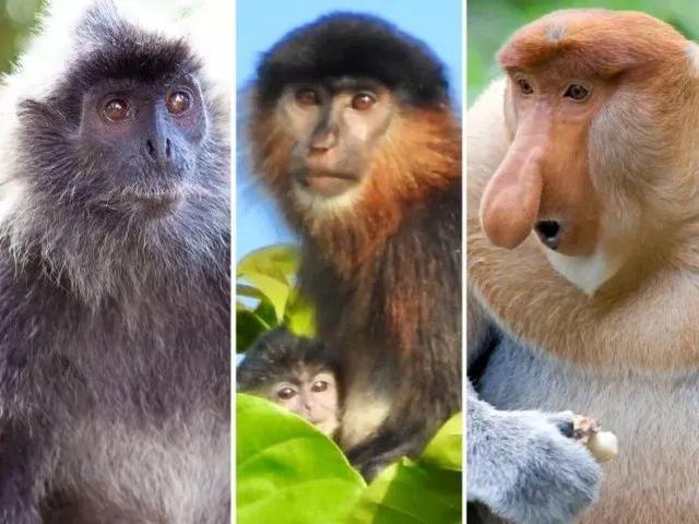 婆罗洲发现“神秘杂交猴”，科学家深感担忧：人类或是罪魁祸首！
