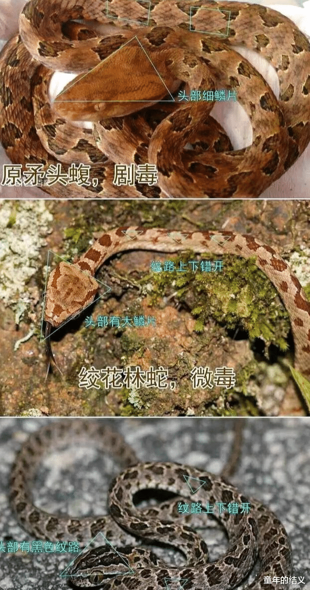 国内十大毒蛇之——烙铁头蛇,为何毒性不强,却破坏力十足?