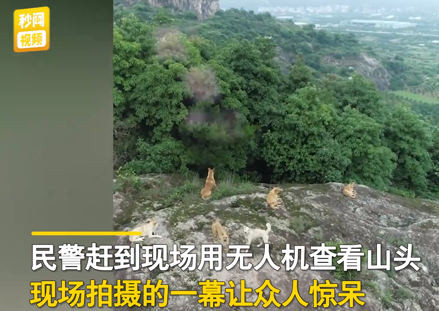 村民:浙江临海山上惊现多只“老虎”!野生华南虎?真相是什么?
