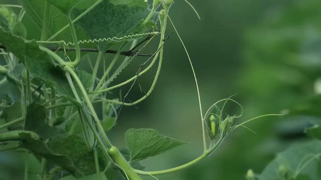 腾讯新闻|025--- 大道至简之文字，视频，流量。