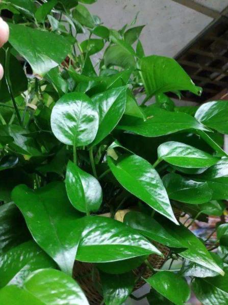 厨房油烟机的废油，30天给绿萝喂一次，叶片油绿猛长新芽