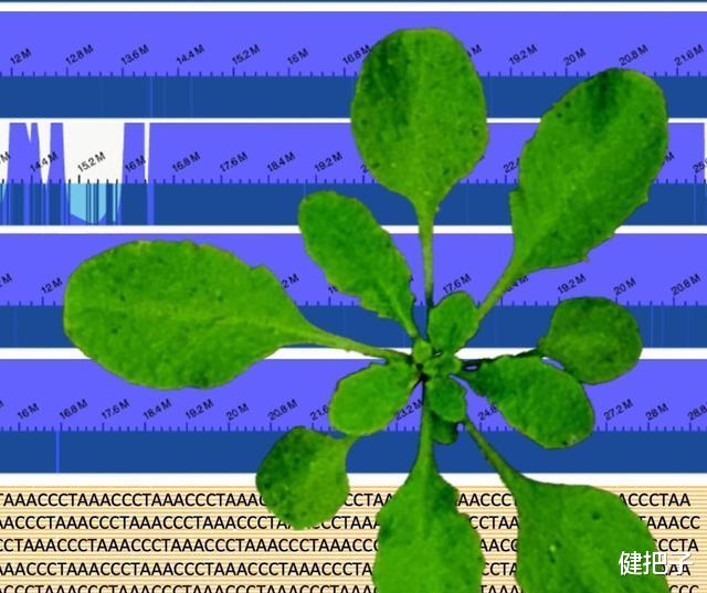 从植物中,研究人类的精神疾病?耶鲁大学开创了先河