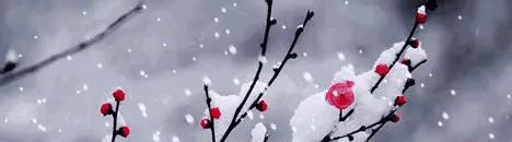 天气预报：明日18号中到大雪中心已确认，今年是冷冬？看农谚咋说