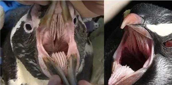 被企鹅咬是种什么体验?比起大鹅来,哪个更疼?