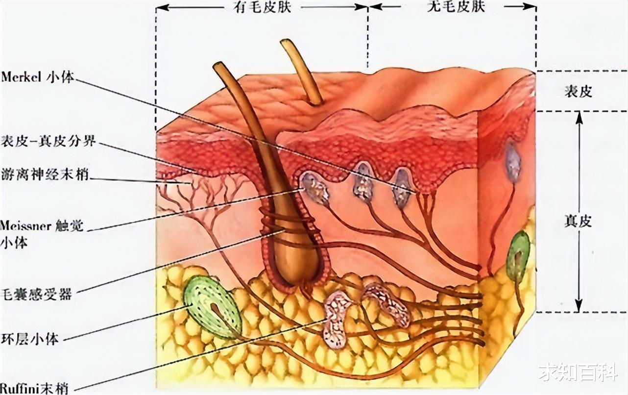 人死后还能听到声音?科学家称:临终告别注意谨言慎行
