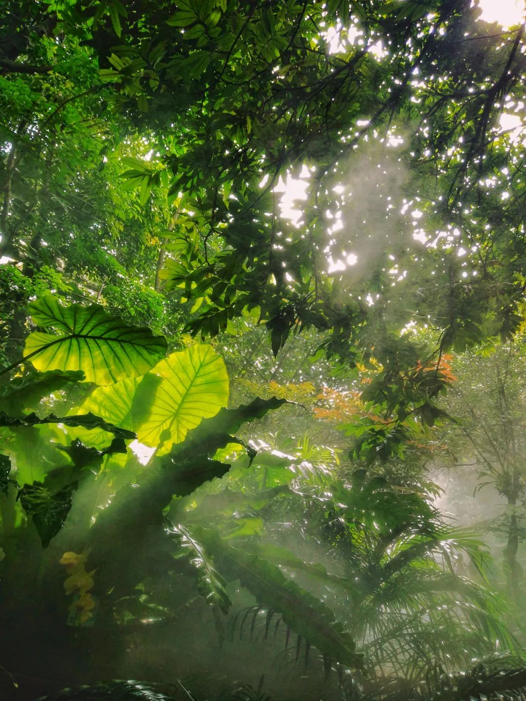 查尔斯王子|厦门景点丨植物园