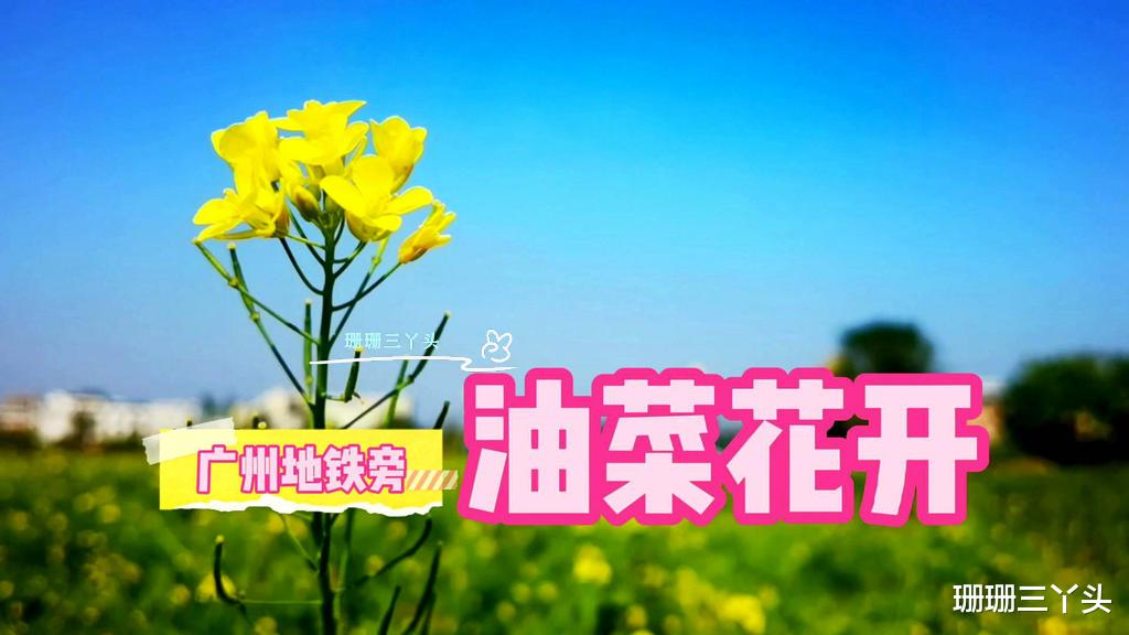 苏州|广州这个“地铁口”旁的农田，有片金黄油菜花绽放，值得打卡吗？