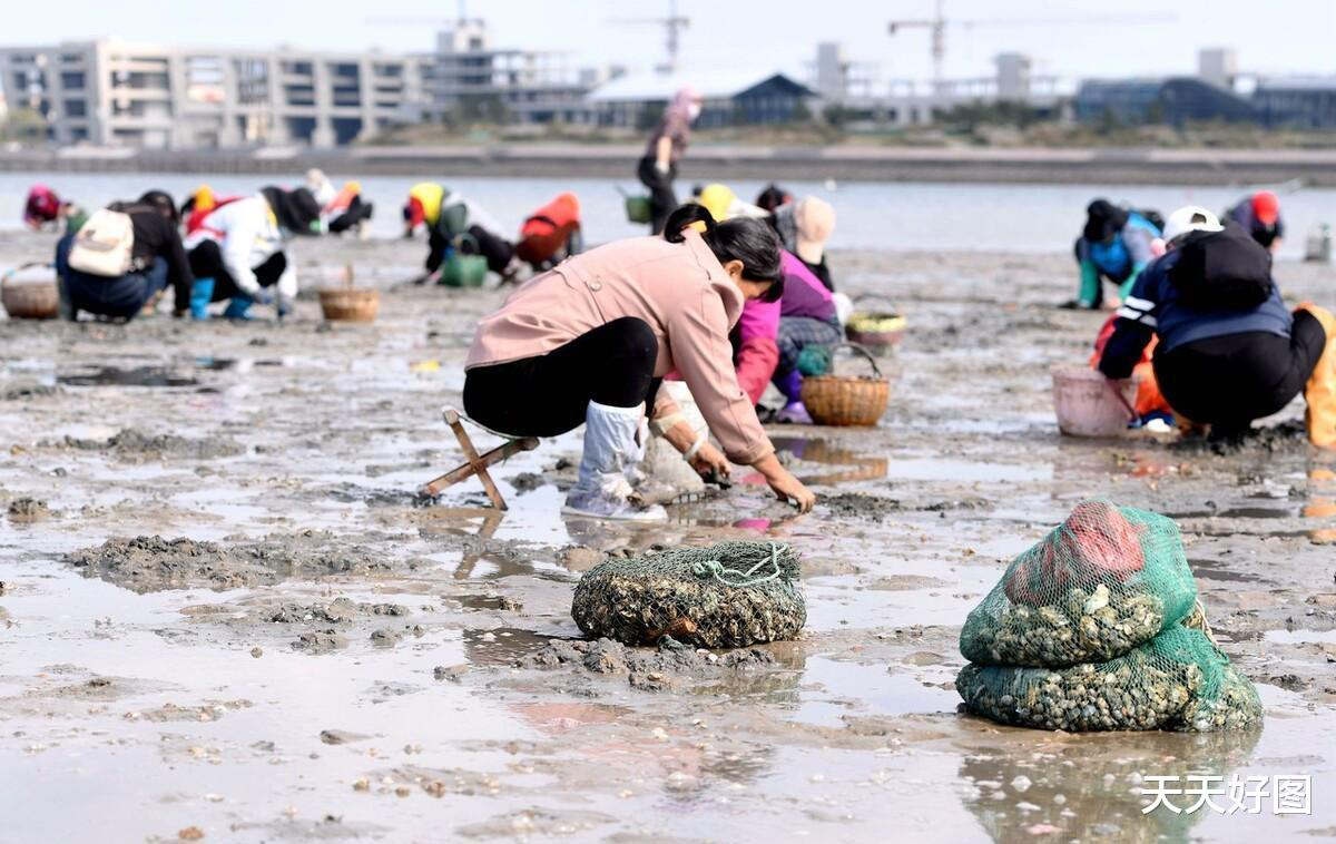 一挖一麻袋根本不要钱,青岛海滩出现大量海鲜,本地大妈拎到手软