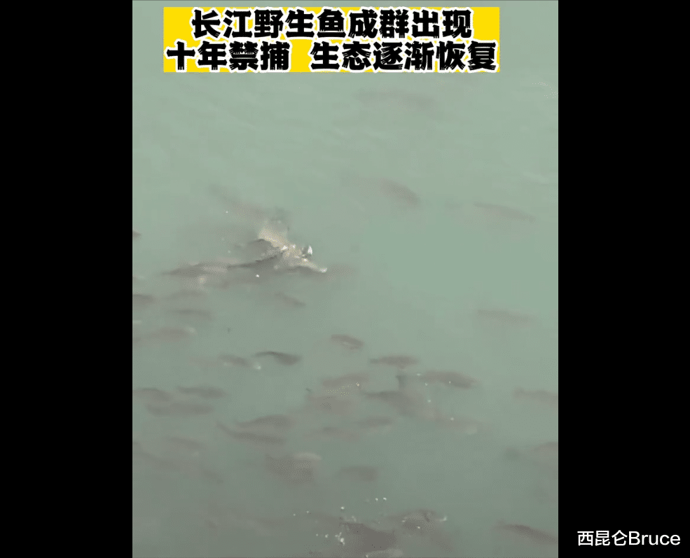 超10万斤!长江泸州段出现大量野生鱼群,未来是否会出现鱼满为患
