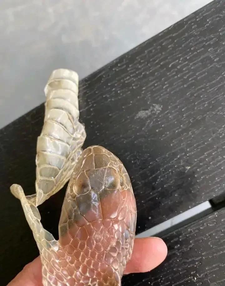 这两米四的蛇蜕,怎么那么像眼镜蛇啊