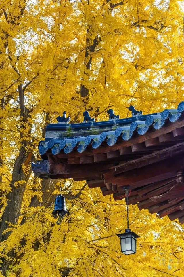 旅行|秋意越浓，中国越美。让一场旅行，带你翻开秋的一页